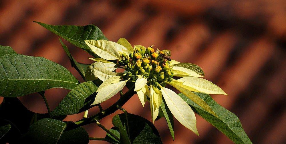 Bee and a poinsettia