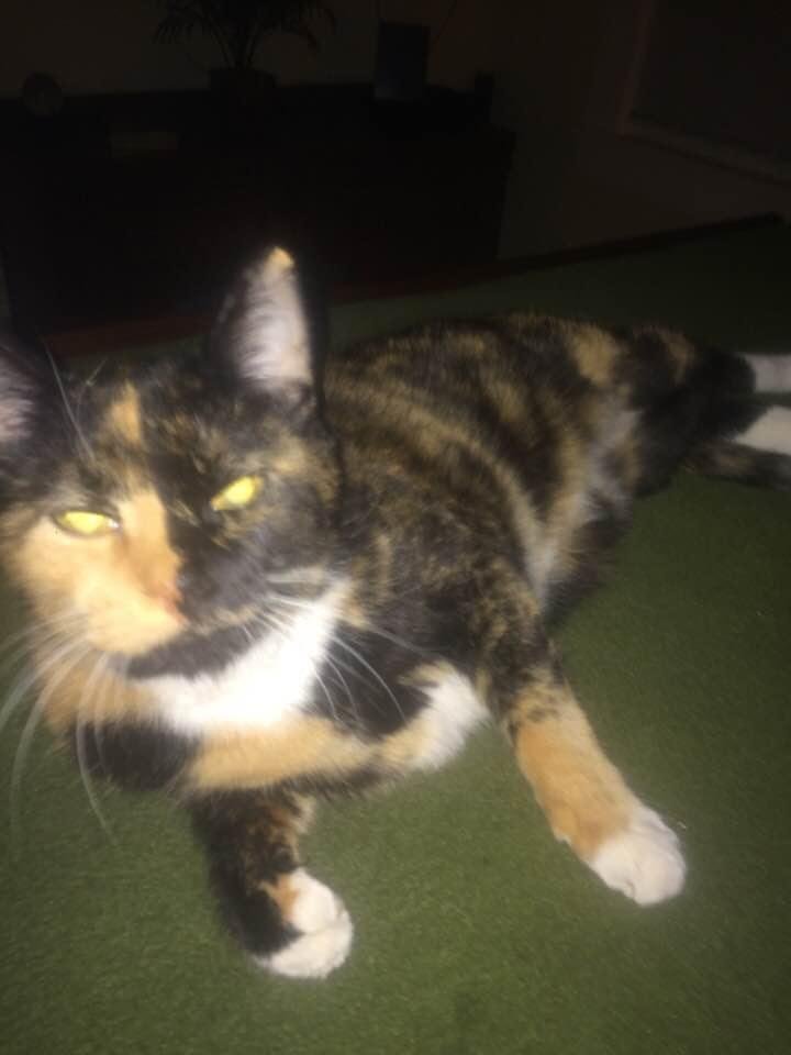 “Marty” my cat 😊