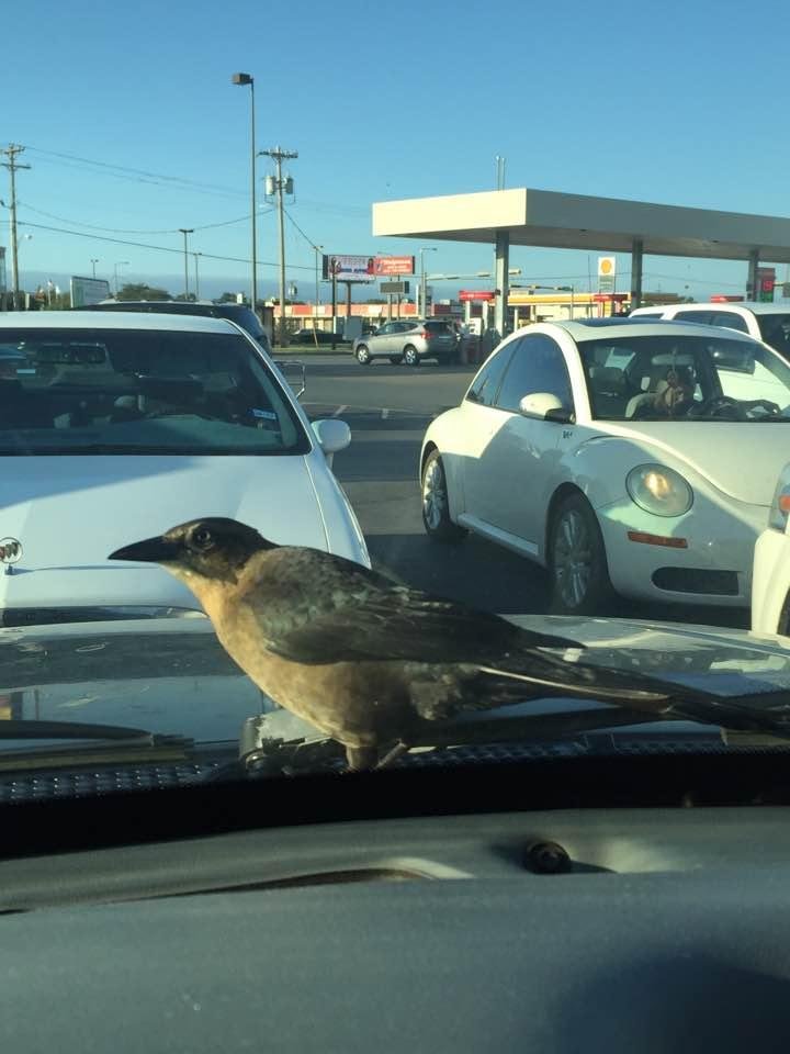 After shopping at HEB this morning, I was greeted by this friendly birdie.....