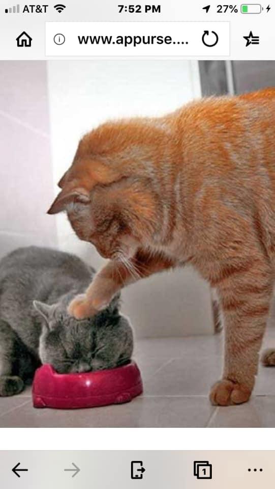 I said, eattt it!!! or Hello Kitty, it’s meow mommas turn... save me a nib...