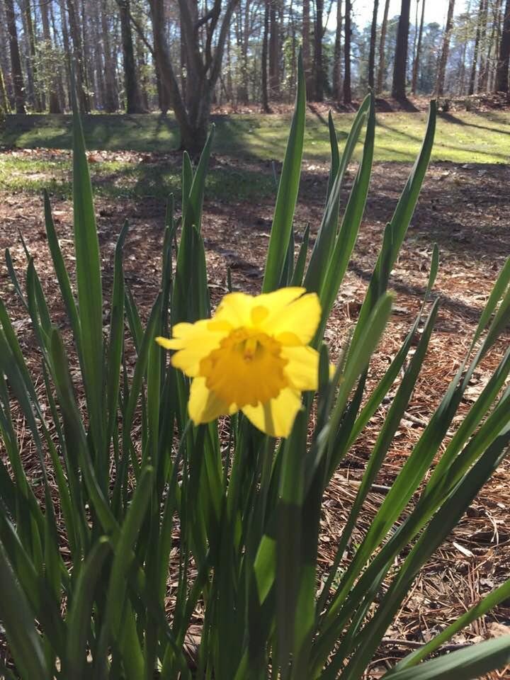 Winter time in NC for all my northern friends.