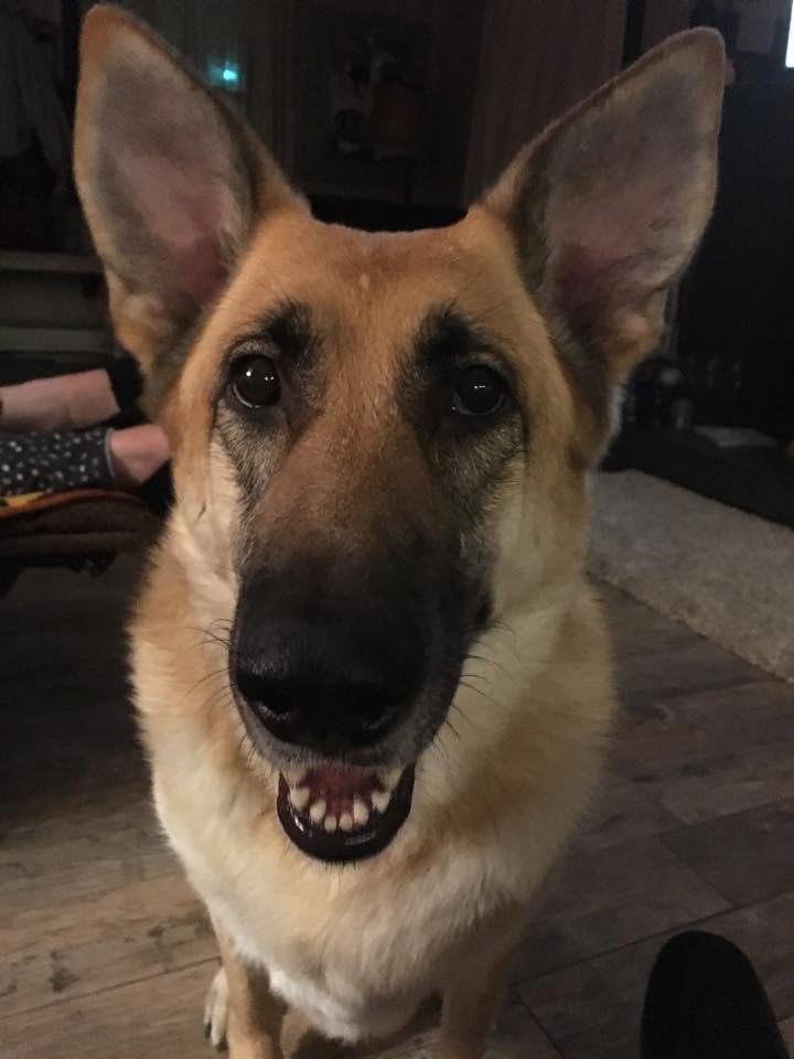 Somebody is feeling better and wants to play.