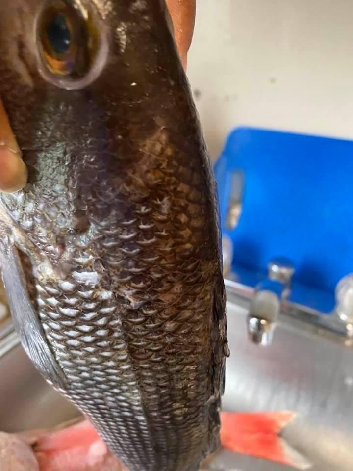 Black bass time
