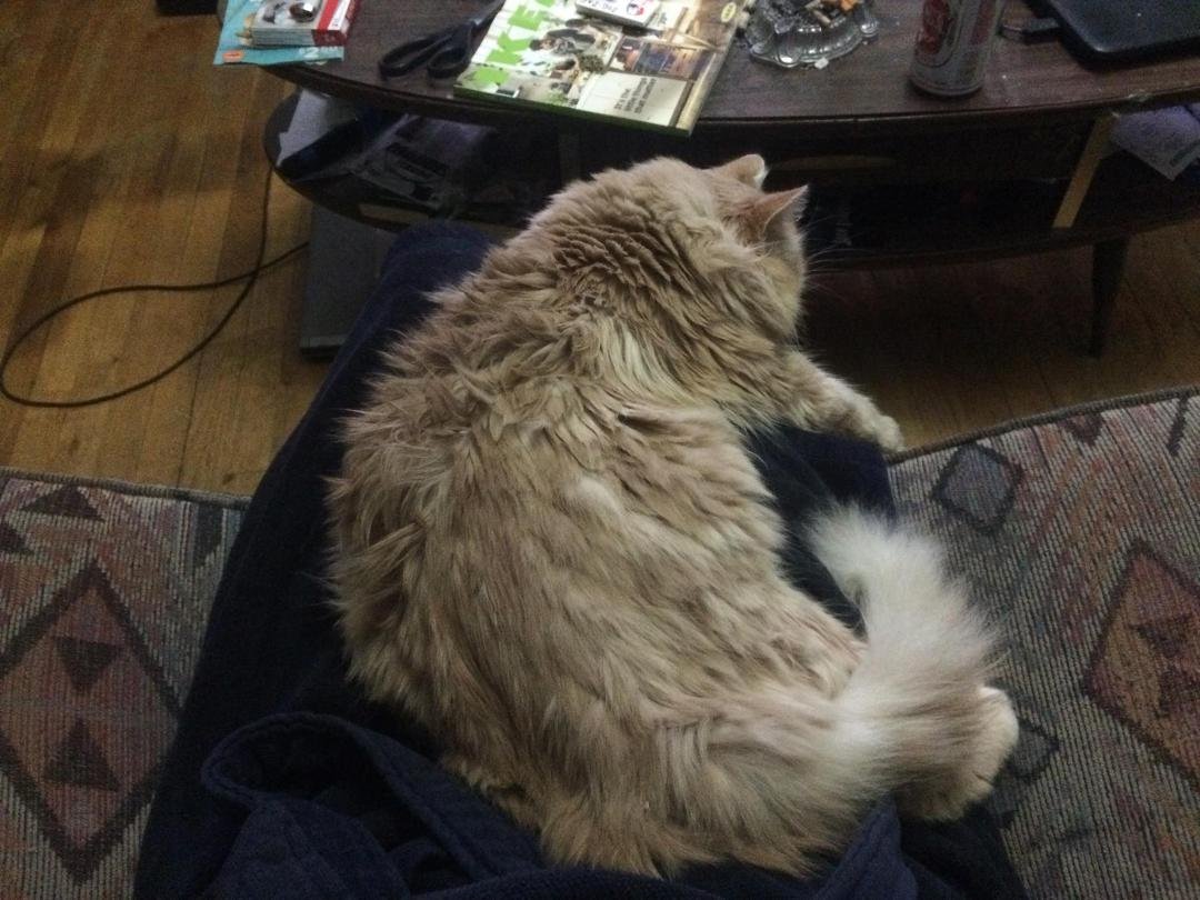 Master said I need me time sit and pet me