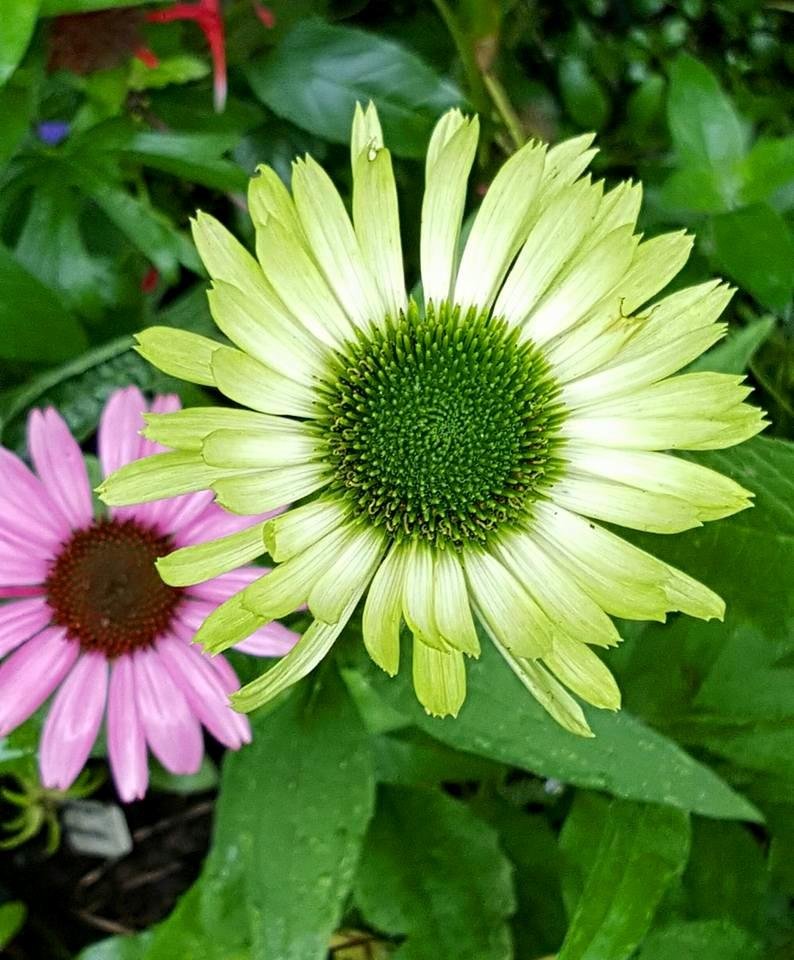 Finally got a green Coneflower to grow. Have to love what all this rain is doing for the plants!