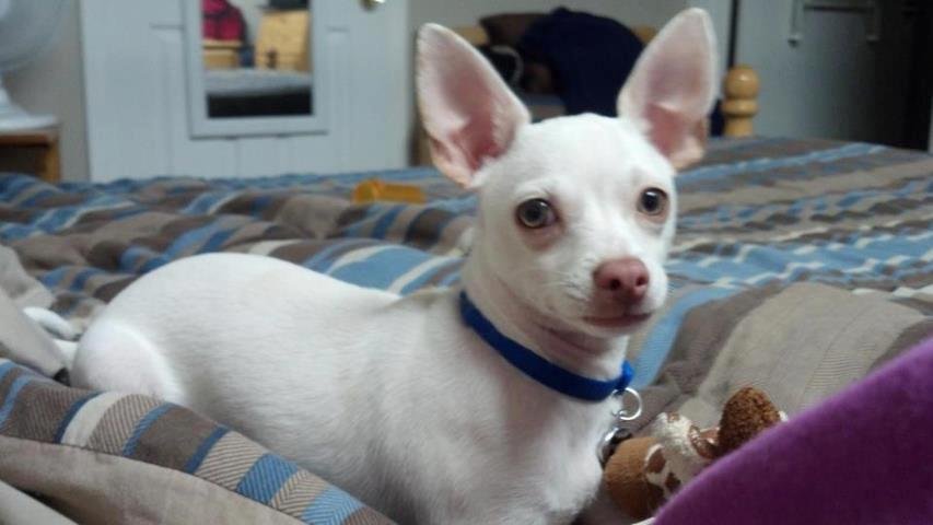 Peanut - Big Boy