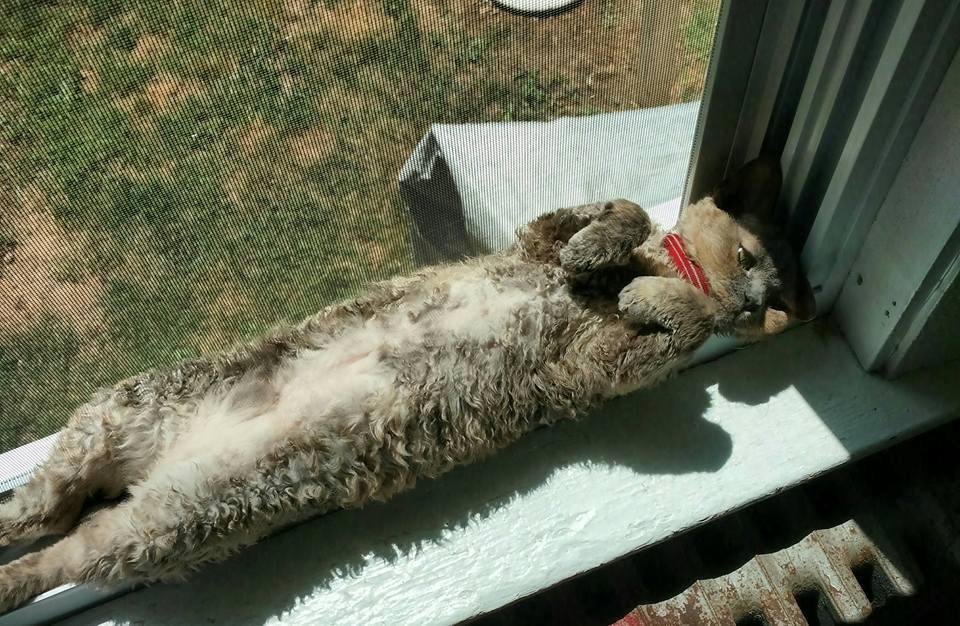 My extremely spoiled sunbathing baby