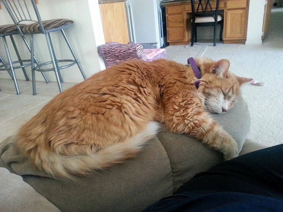 My little man isn't feeling very well today, but he is still just as handsome