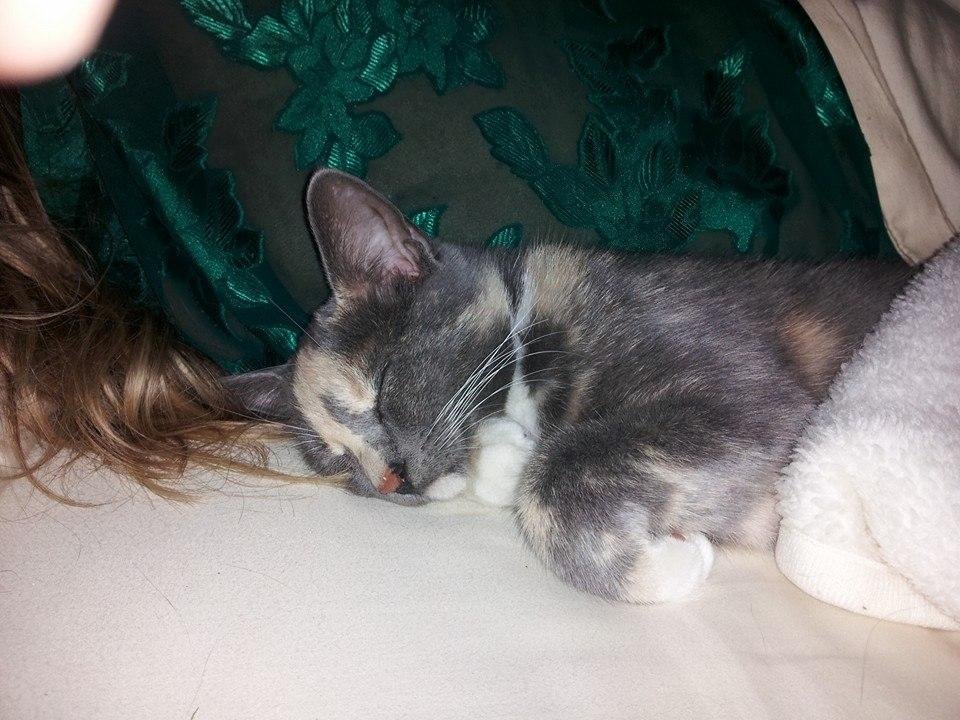 Lovejoy has made herself right at home