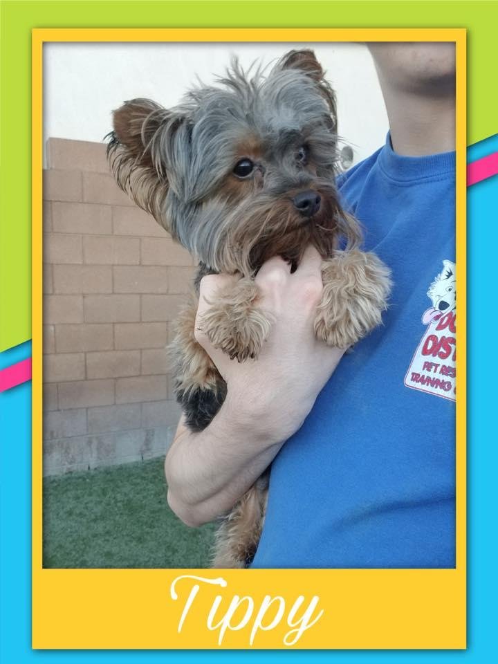 Tippy having fun at Doggie District 🐾💕