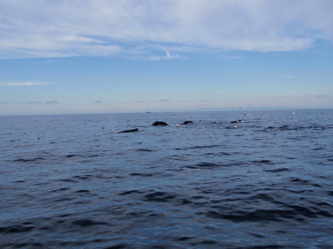 There are at least 6 whales in this photo