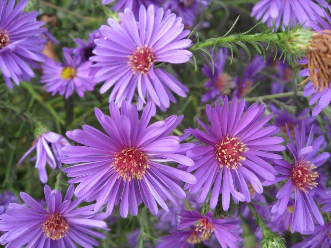 Aster- Welcome September!