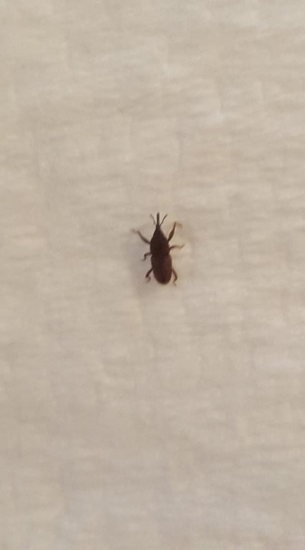 Does anyone know what this bug is??