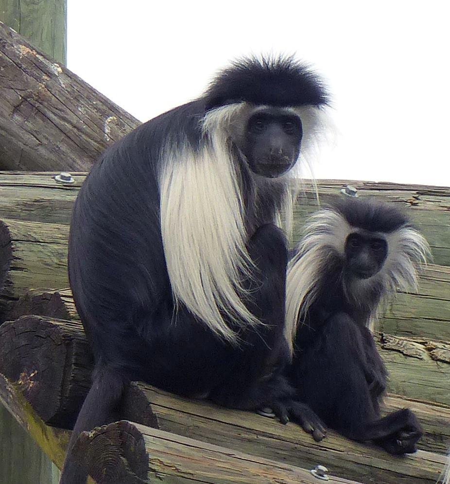 Colobus Monkeys