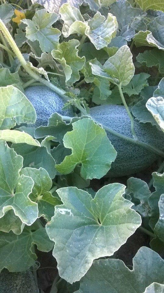 Cantaloupes are running all over the place.