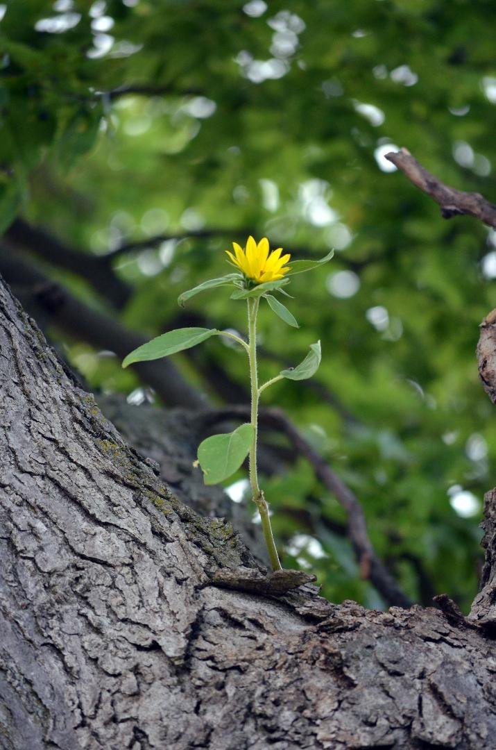 Our grandson Wyatt discovered this sunflower growing 20 ft. up in a tree outside our dining room window today! The neighborhood squirrels have taken up a new hobby! Gardening! :)
