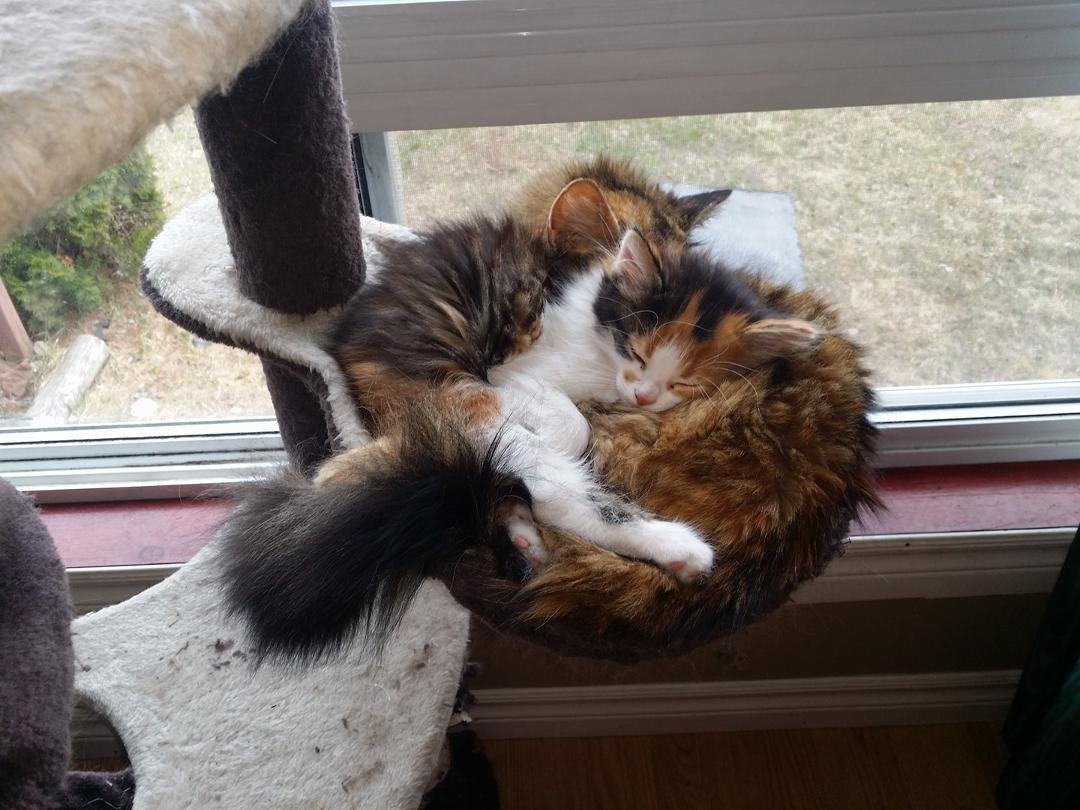 Aww! Critter is cuddling her my for Mother's Day ❤