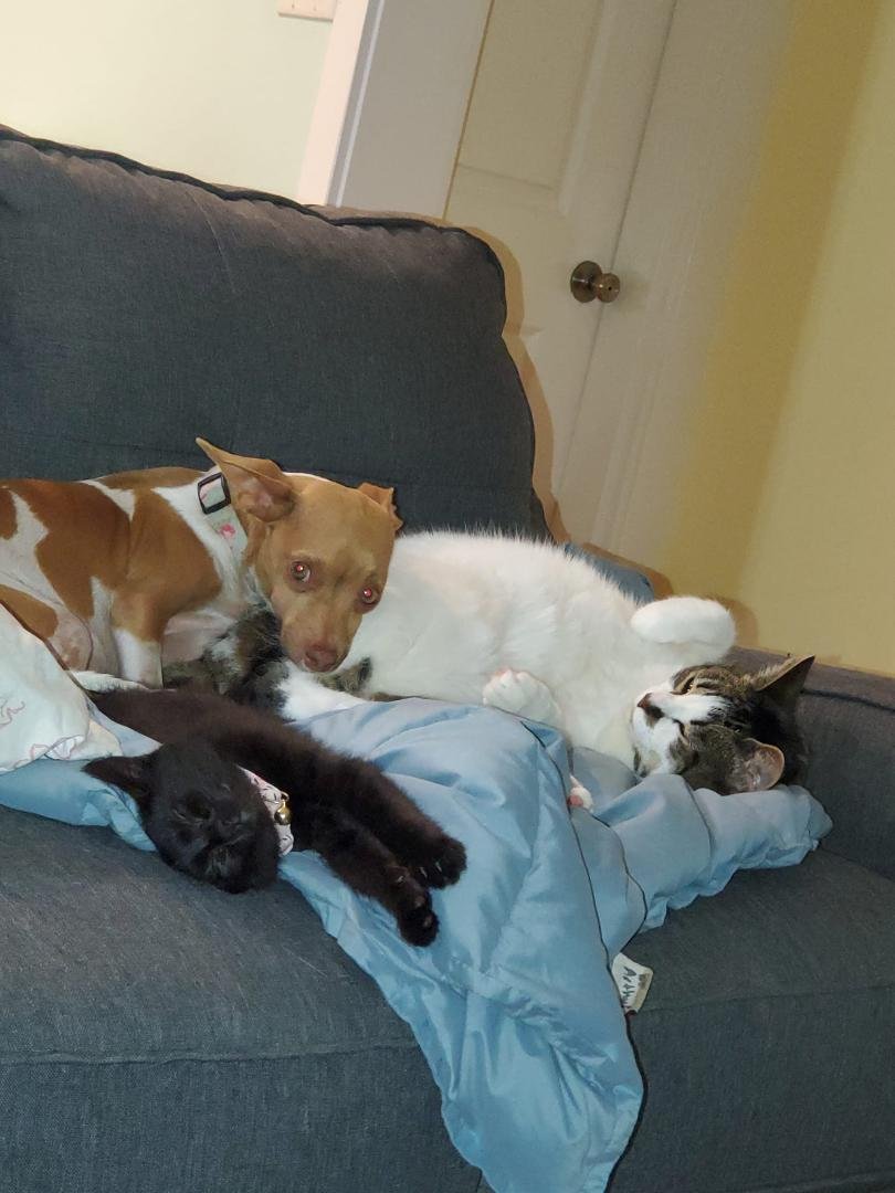 My world. The moose, Blossom, the kitten, Salem, and my best dog ever, Ginsburg.