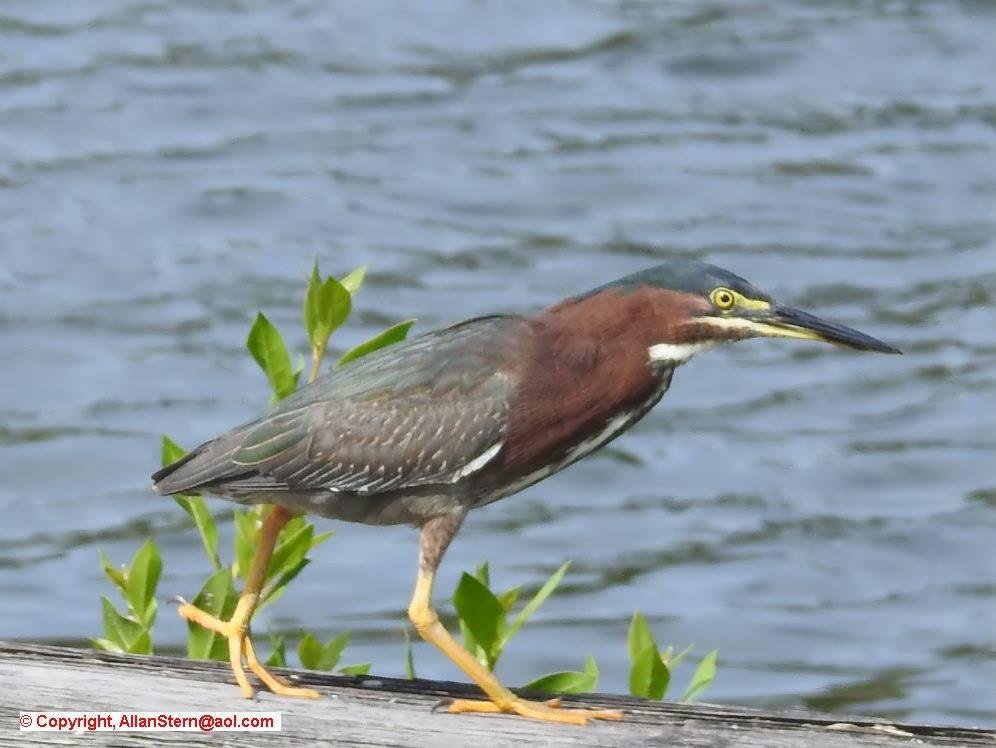 Gorgeous green heron on my seawall yesterday.
(Satellite Beach FL, 23 May 2017)