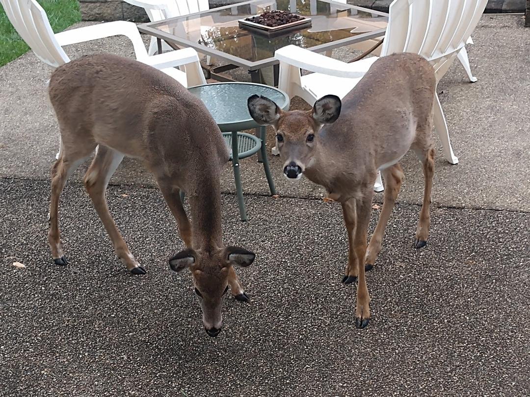 My little friends visiting me everyday.