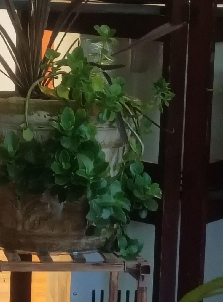 Wanda Sherrell look this is the plant u gave us on our wedding day... I had to share this with u ..