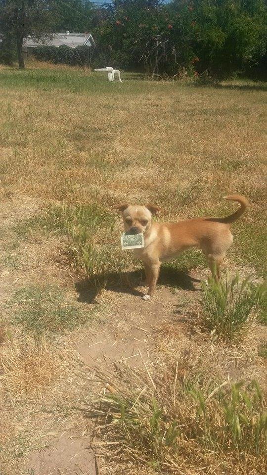 This dog is costing me a fortune