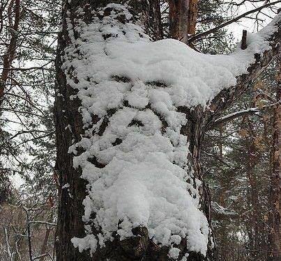 Old Man Winter..........
