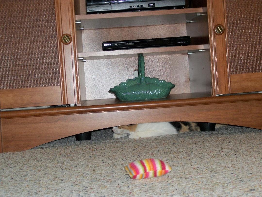 Ginger hiding