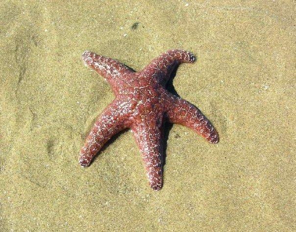 Patsy Crumpacker's album, Oregon Coast - 2009