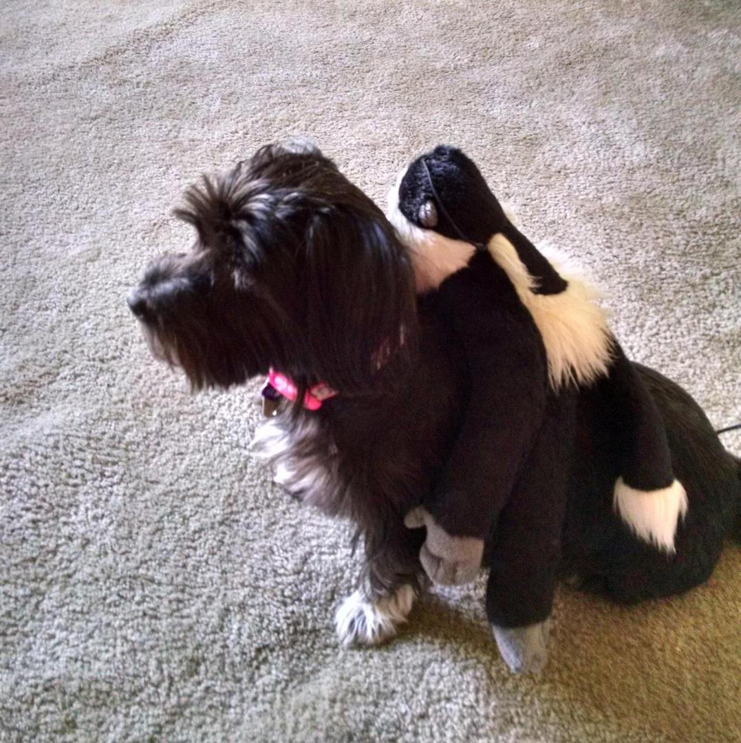 Help me, I have a monkey on my back!