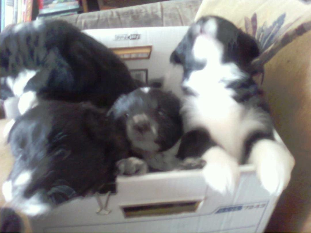 2 male 2 females