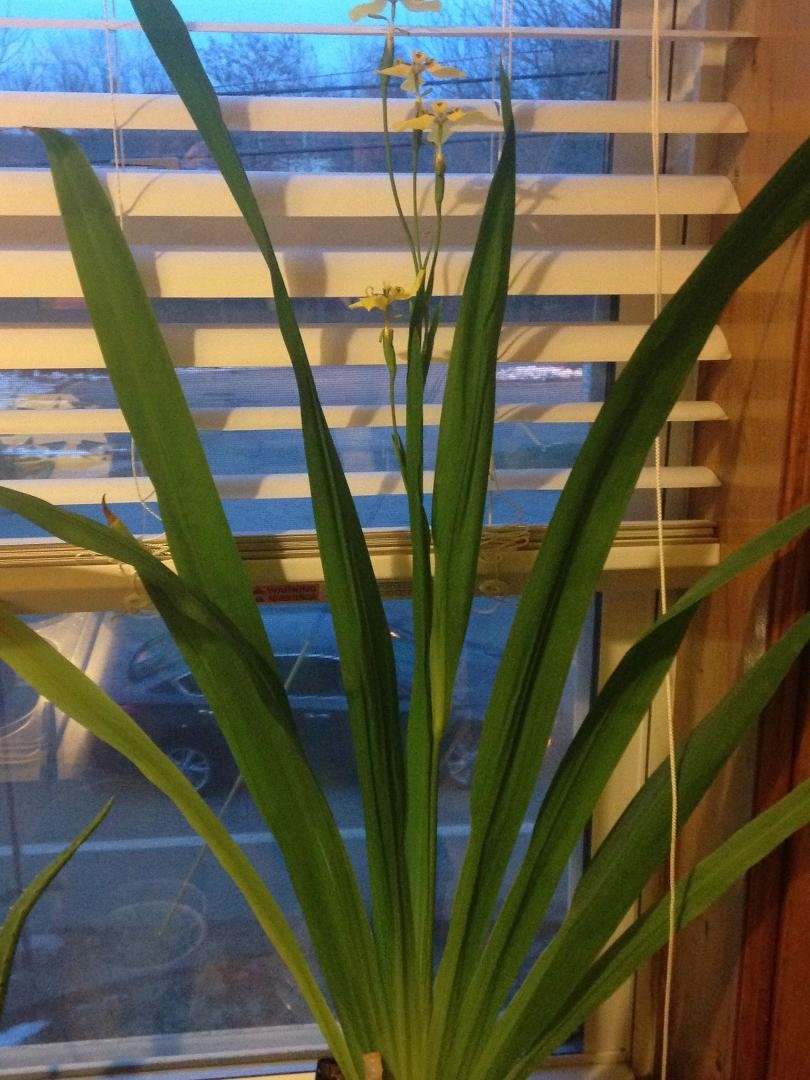 This plant is so cool. The flowers close up at night. Anyone reconize it?