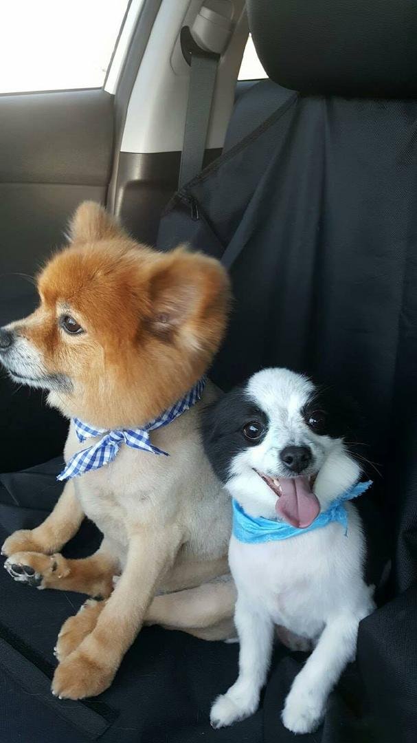 My boys with a fresh cut