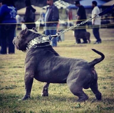 Norman's dog Hercules.
