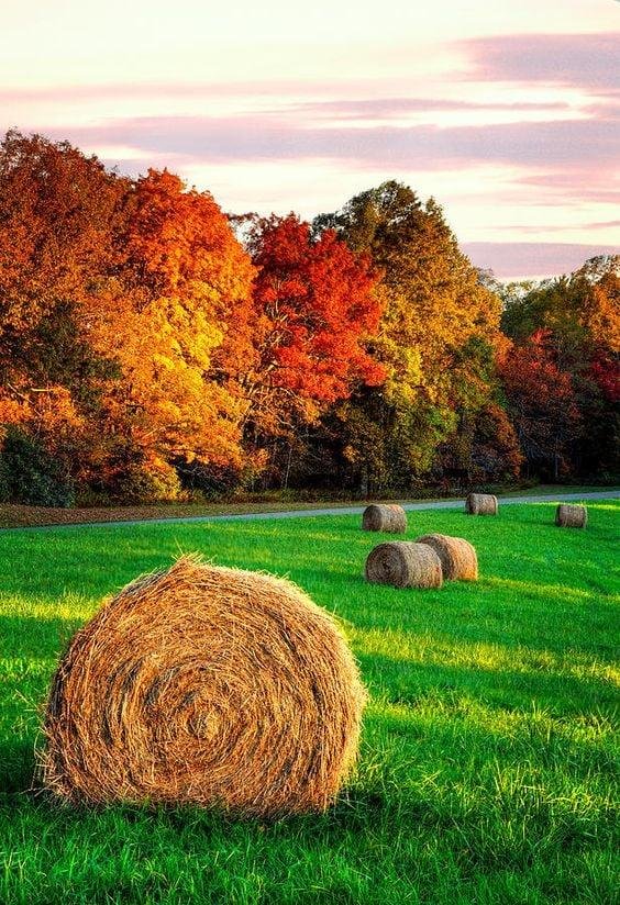 Hoping for fall colors back home!