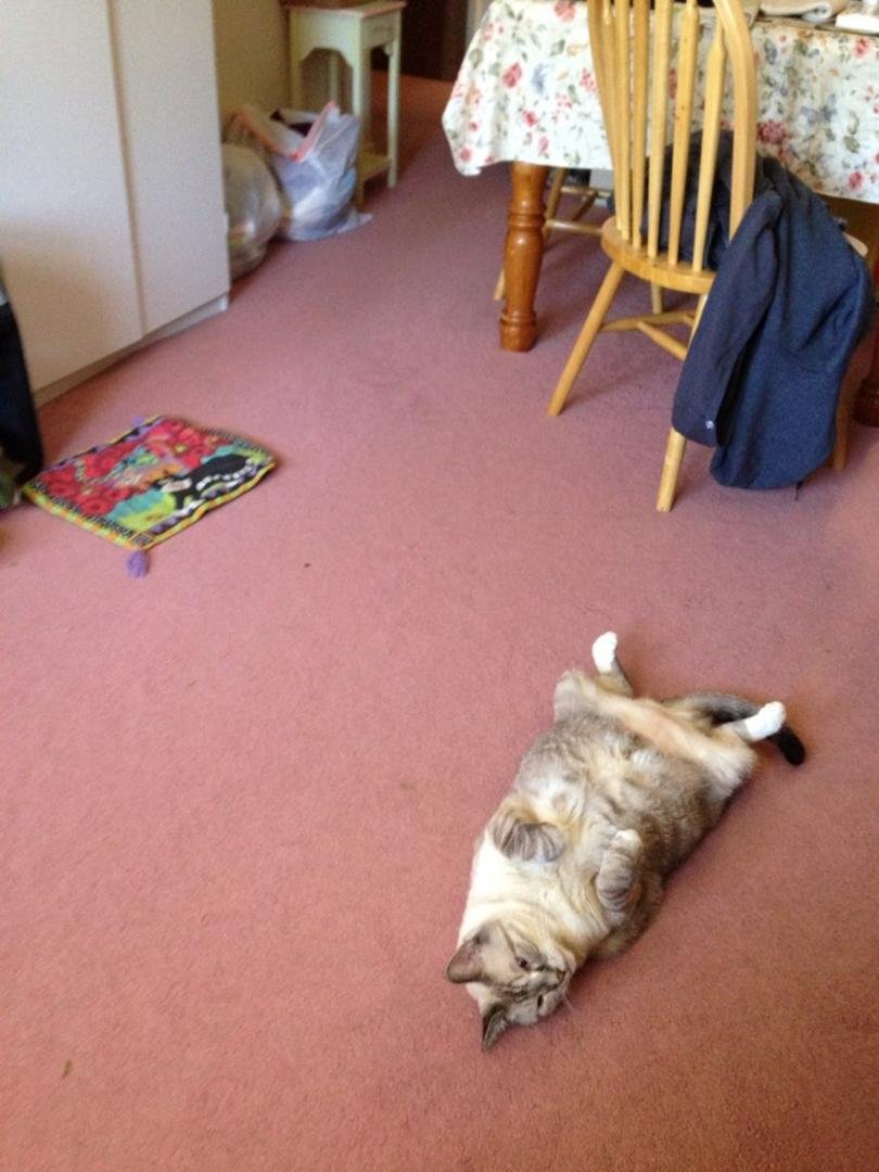 My grandma's cat Sandy.