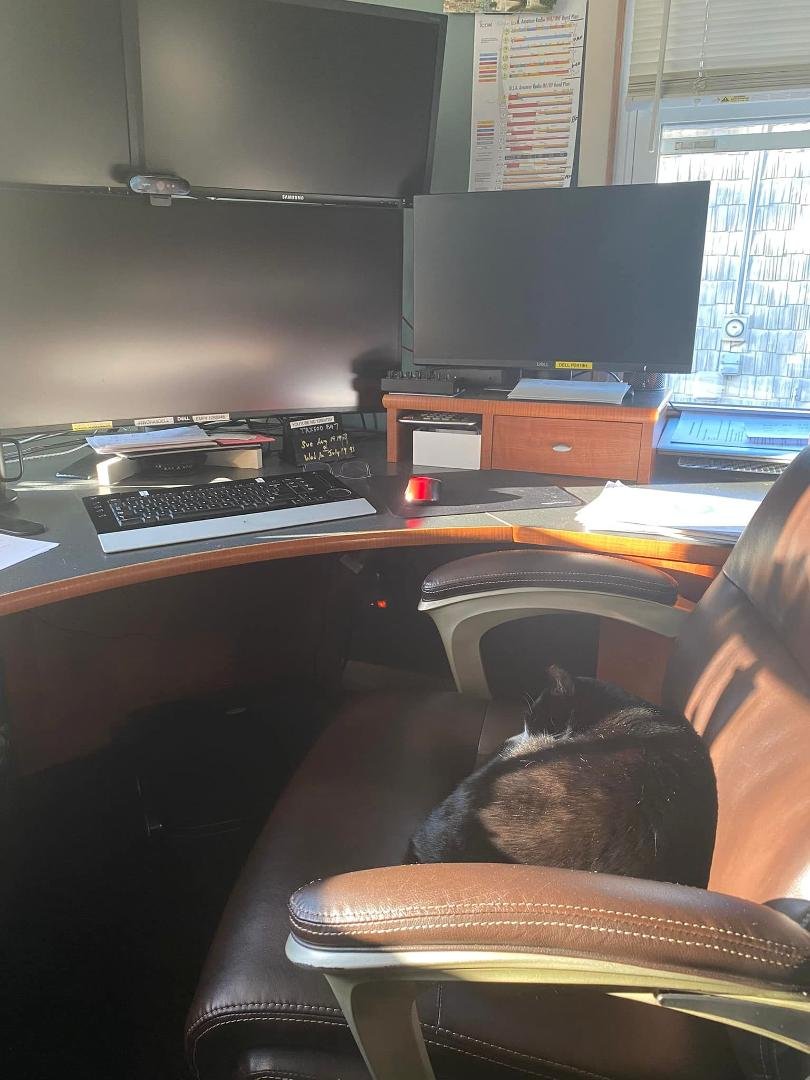 Your Co-worker is waiting for you. ❤️🐈⬛❤️🐾