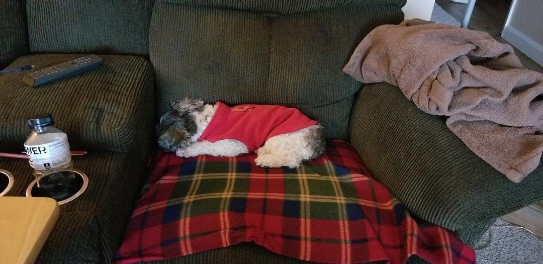 My new lumbar support dog😅