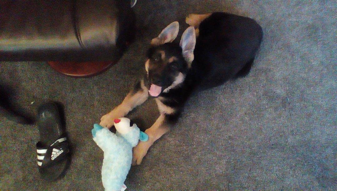 Bella our beauty! Almost 10 weeks now.