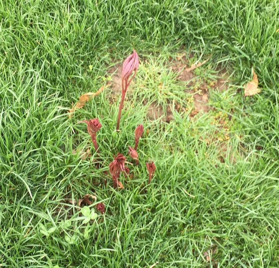 My peonies are coming up