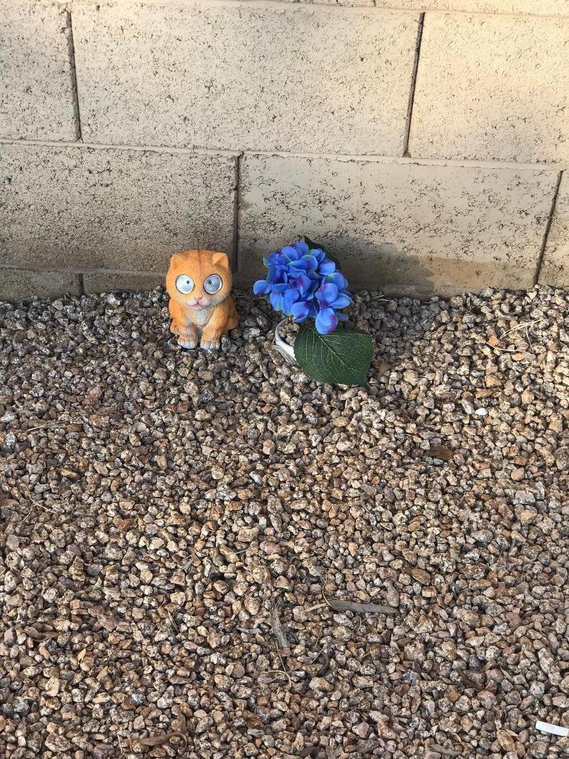 This is what I have so far around where Whiskers passed I had to put it close to the block wall because people drive on the rocks to their driveway over there