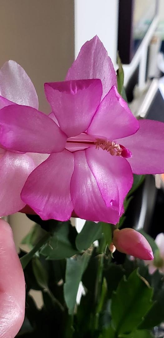 Christmas cactus blooming again.