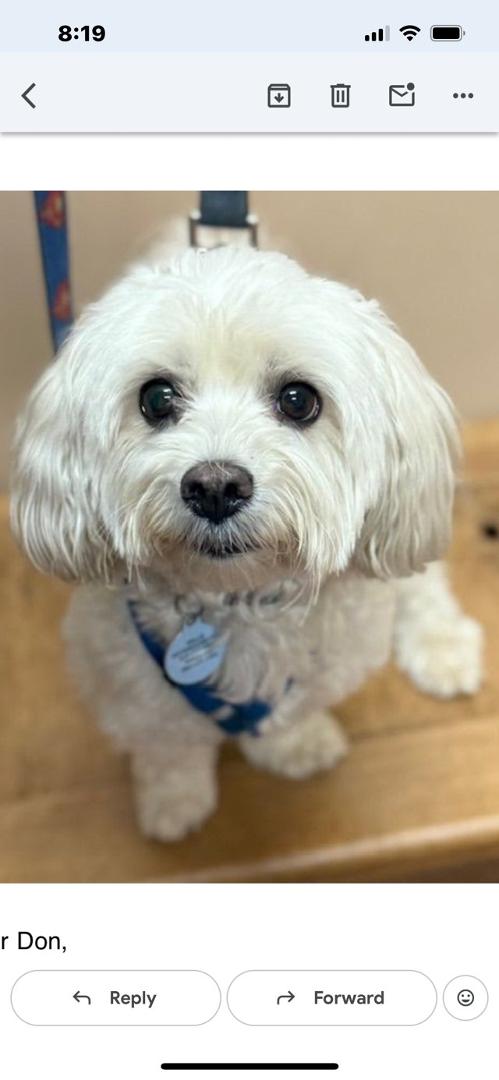 My dog, companion and friend is 7 years old today! I rescued him when he was 6 months old. He is great company and my alarm to anything that happens! ❤️