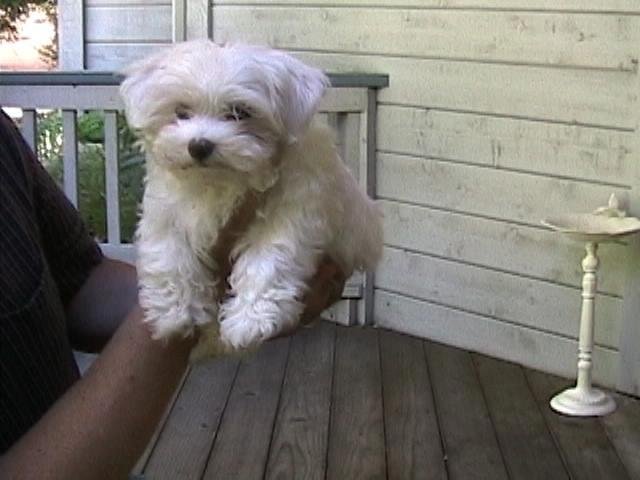 Belated "National Dog Day" love goes out to my Rocco. This is his puppy pic <3