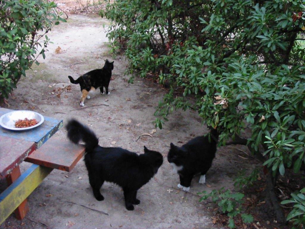 SLAC Cats-Tritip, Tar & Bonny