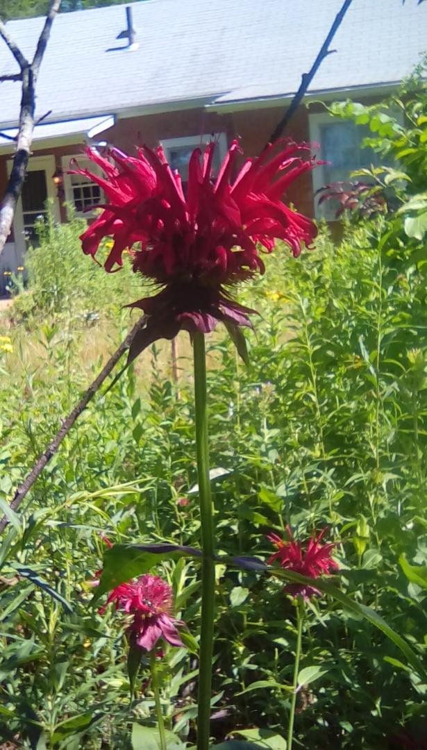 Beebalm or monarda from another of my gardens.