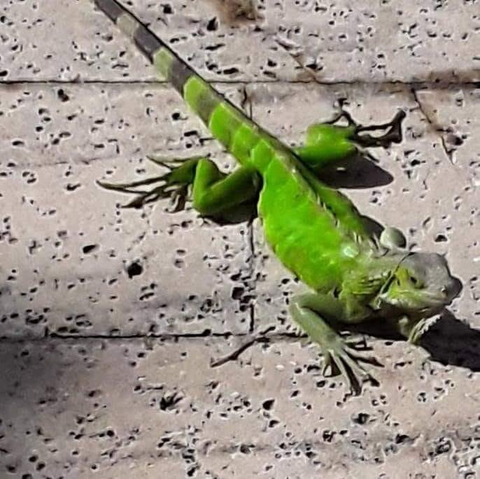 GOOD MORNING. GREETINGS  FROM MY FRIEND OSCAR. HE SAYS BUENOS DIAS 

BUENOS DIAS DE MI AMIGO OSCAR.