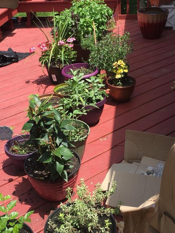 Planted in pots. Lots of herbs