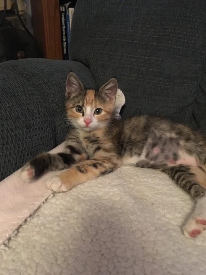 This is our new kitten Graycie! Best Friends had a special for the 4th of July, adoption fees only $4.00, that we couldn't pass up. We love her to pieces, but our other two cats are still adjusting.