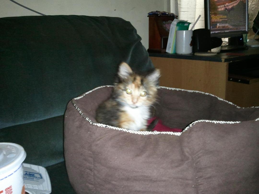 This is Patches as a baby